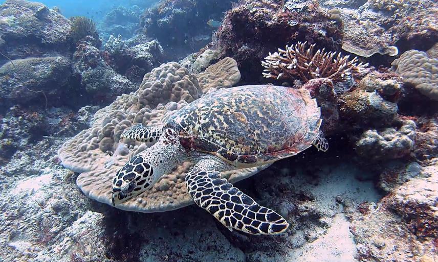 Juvenile and adult hawksbill turtles are commonly found in the local coral reefs (c) Pavel Zoubek