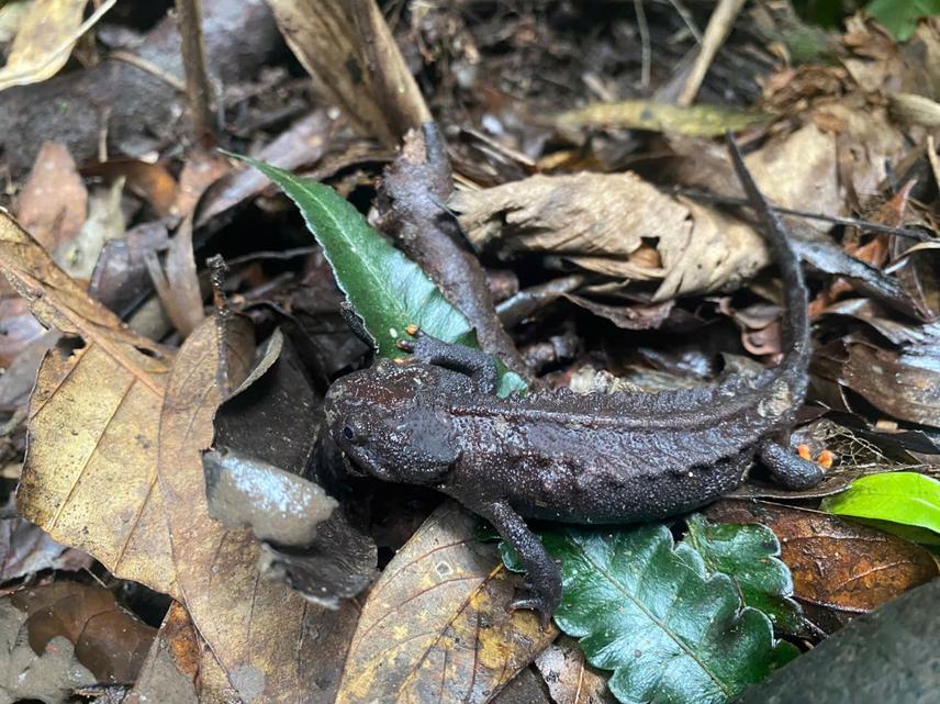 An adult individual of Tylototriton pasmansi (c) Phuong Nguyen