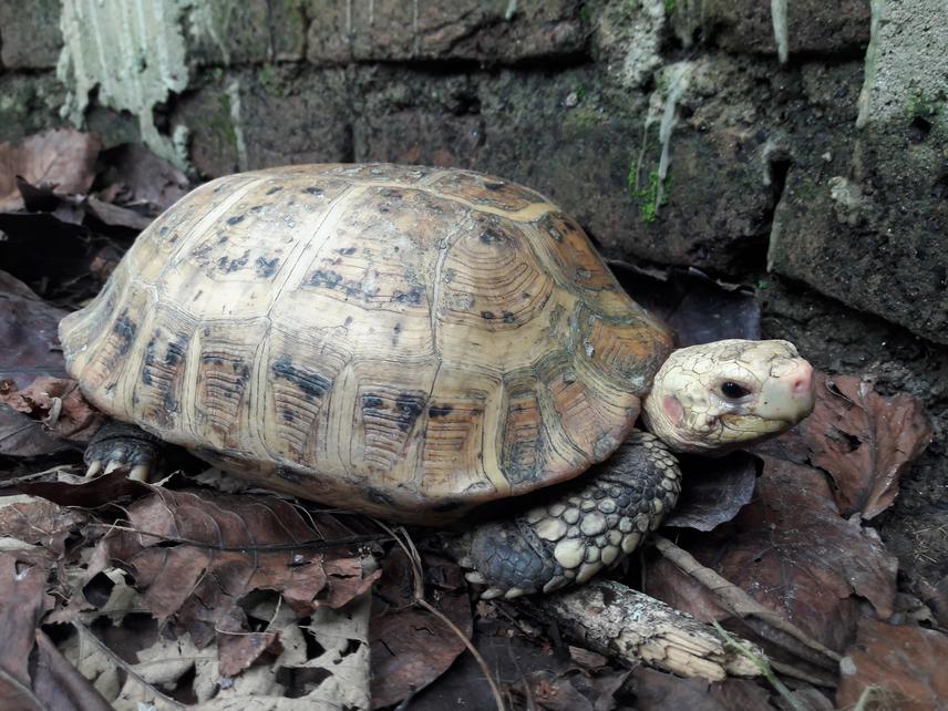Elongated tortoise maintained at Turtle Rescue and Conservation Centre (TRCC). © Sabin Adhikari.