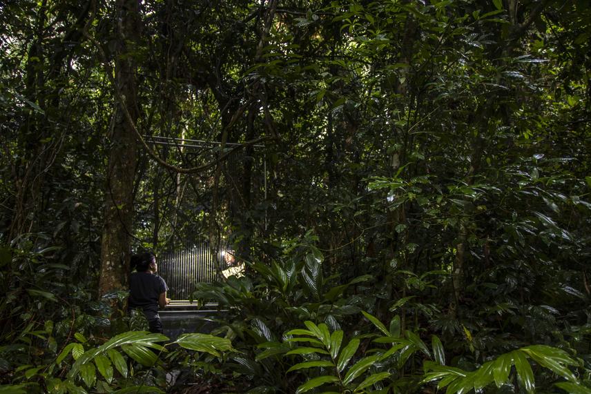 Harp Trap - Setting a triple bank harp trap in the rainforest to capture bats. (c) Adrià López-Baucells