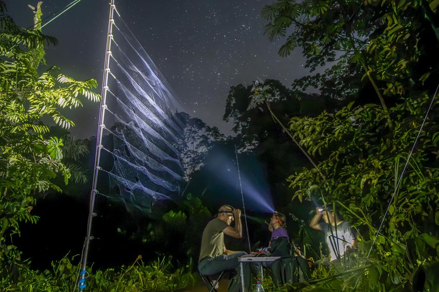 Field team set up on site, checking a triple-high mist net used to capture high flying bats. (c) Adrià López-Baucells