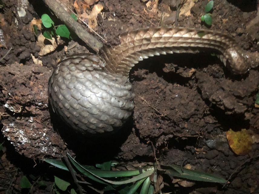 White-bellied pangolin rescued from illegal trade and released in the zoological garden of the University of Abomey-Calavi, Benin in 2023. © Stanislas Zanvo 2023.