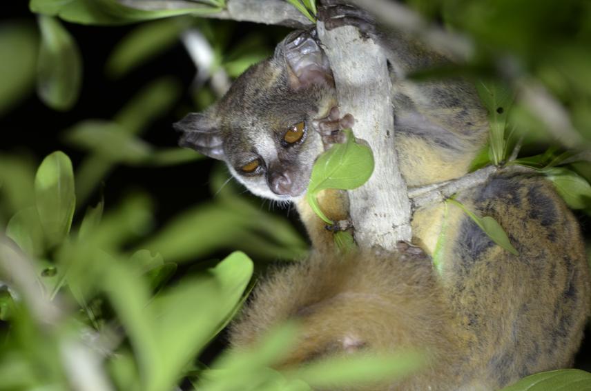 A rondo dwarf galago clinging to a tree branch with eyes half open © Glory Bakari