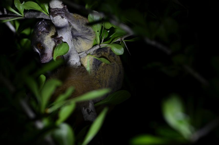 A rondo dwarf galago vigilant scanning its surrounding environment © Glory Bakari