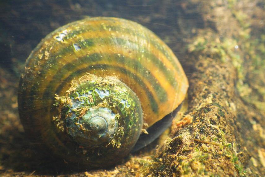 Underwater photo of the Iguazú snail, Iguazú National Park (Misiones, Argentina). ©Silvana Burela.