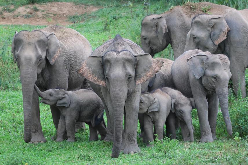 With an estimated population of 300 individuals, Kuiburi National Park in Prachuap Khiri Khan, Thailand is one of the last remaining strongholds for wild elephants in Southeast Asia. (© Bring The Elephant Home)