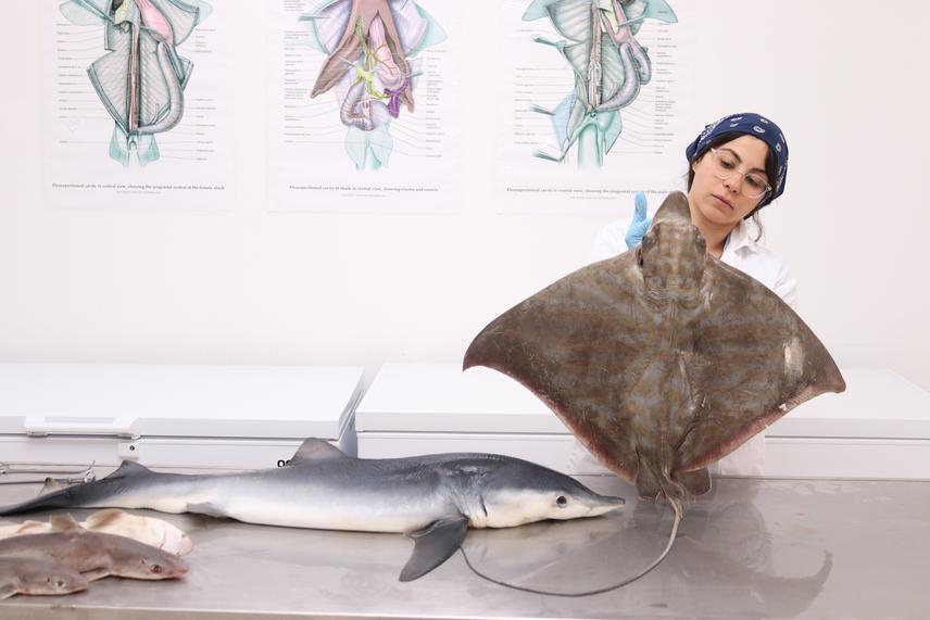 Olfa Sehli in her internship program working with Aetomylaeus bovinus, Bull ray. © Sharklab Adria.