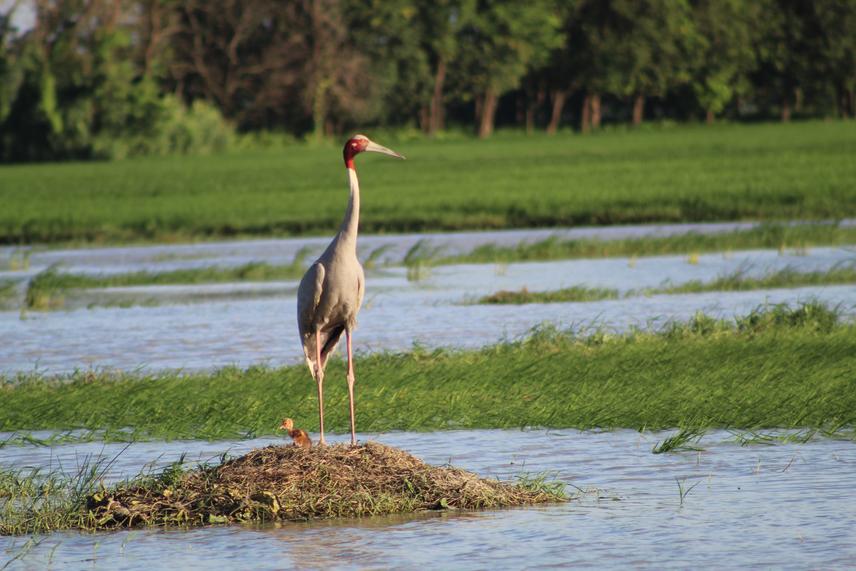 Breeding sarus crane in the agricultural landscape of Lumbini farmland. ©Saraswati Thapa.