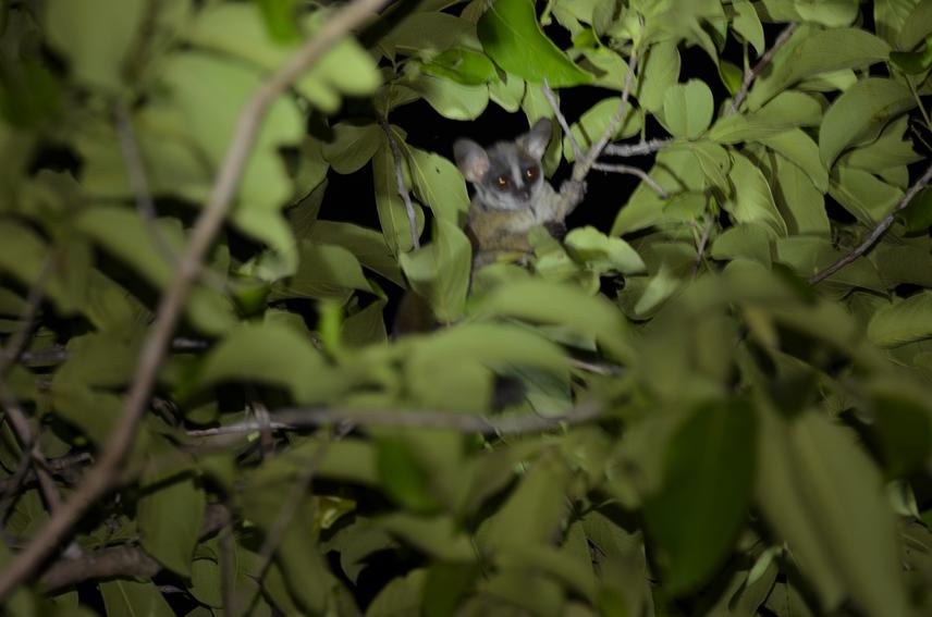 A rondo dwarf galago clinging to a tree branch © Glory Bakari