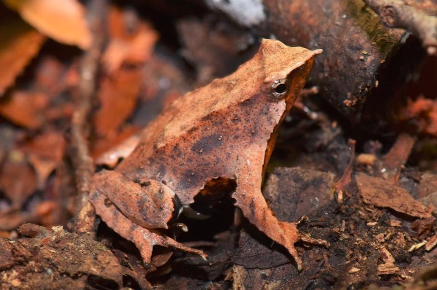Darwin’s frog (Rhinoderma darwinii). © Maxi Rocchi.