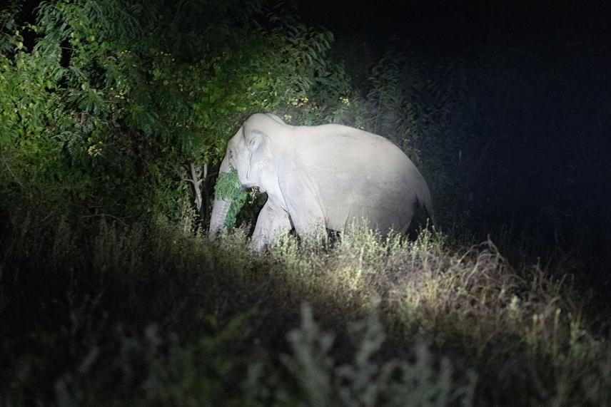 Elephants leave the unfenced protected area and damage crops and property on a nightly basis, but the spatio-temporal trends of individual elephants engaging in this behavior have never been studied. (© Dhruv Rungta)