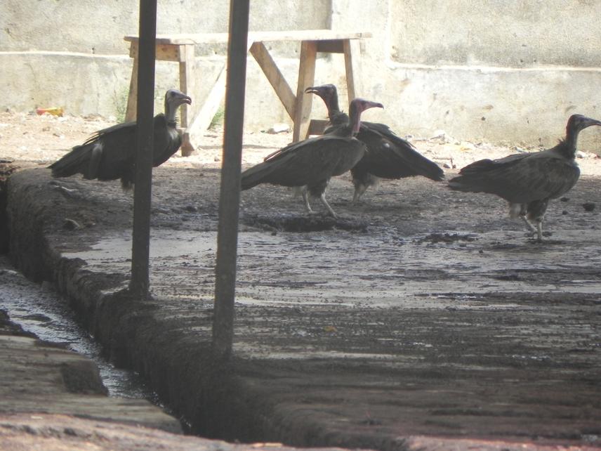 Vultures at a Pitoa' slaughterhouse in northern Cameroon (c) Daniella Manewoung Zogning