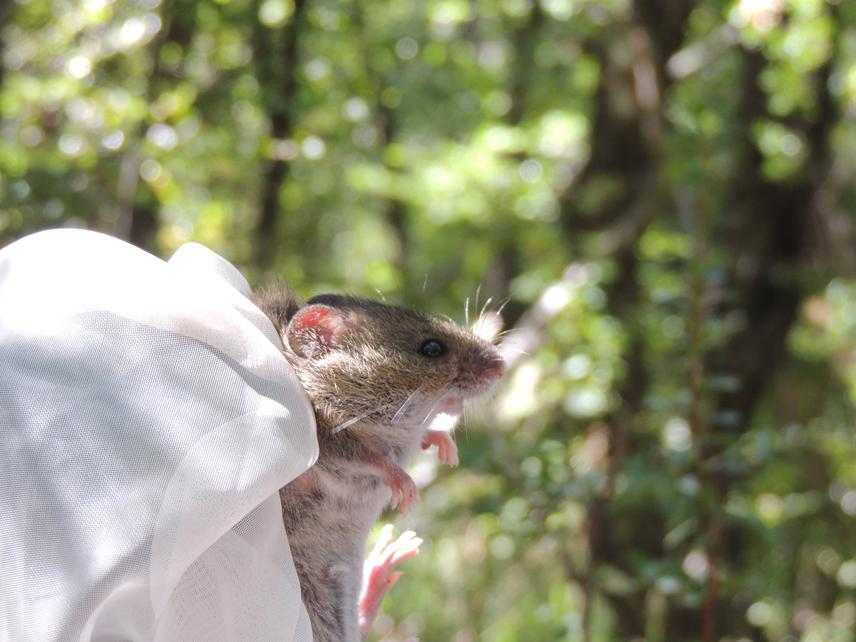 Long-tailed Oligoryzomys longicaudatus. ©Lucia Martinez Retta.