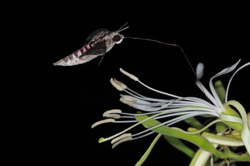 Nocturnal visit of the hawkmoth Agrius cingulata to a flower of Bauhinia mollis notophila. © aacocucci.