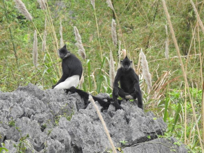Delacour's langur. ©Tilo Nadler – Three Monkeys Wildlife Conservancy.