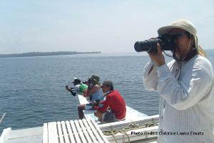 Photographs of cetaceans taken during interaction.