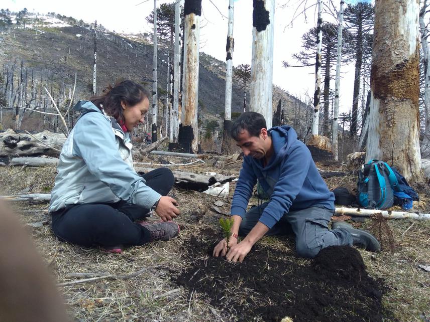 Planting plot around a fallen trunk (cages against granivorous rodents and humidity and air temperature sensor).