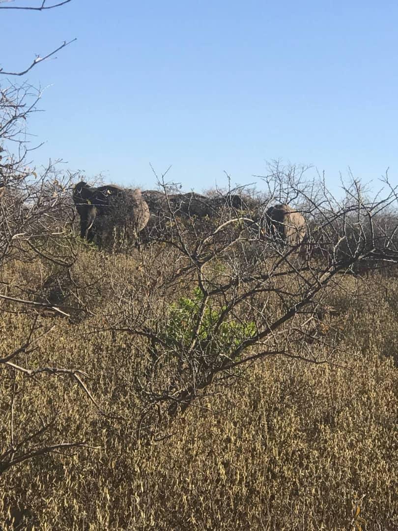 Photos taken during field observation of the elephant population, with rangers guiding the visit within the sanctuary. © Rangers Team