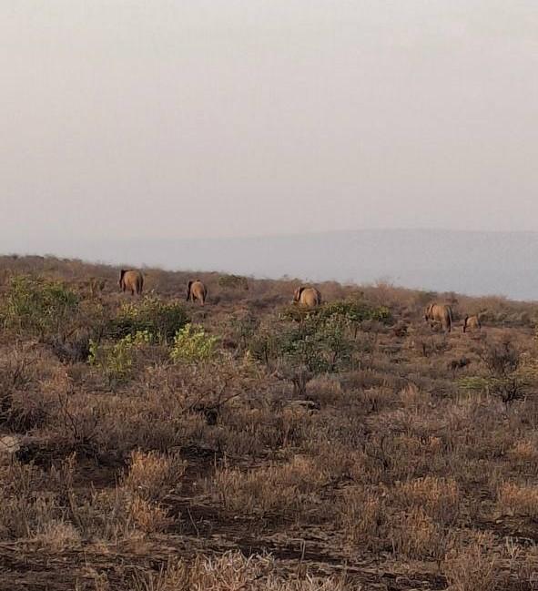Photos taken during field observation of the elephant population, with rangers guiding the visit within the sanctuary. © Rangers Team