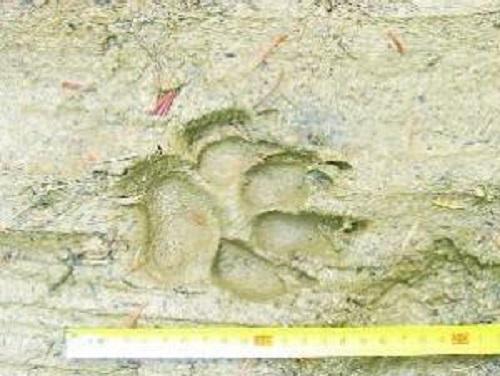Wolf track.