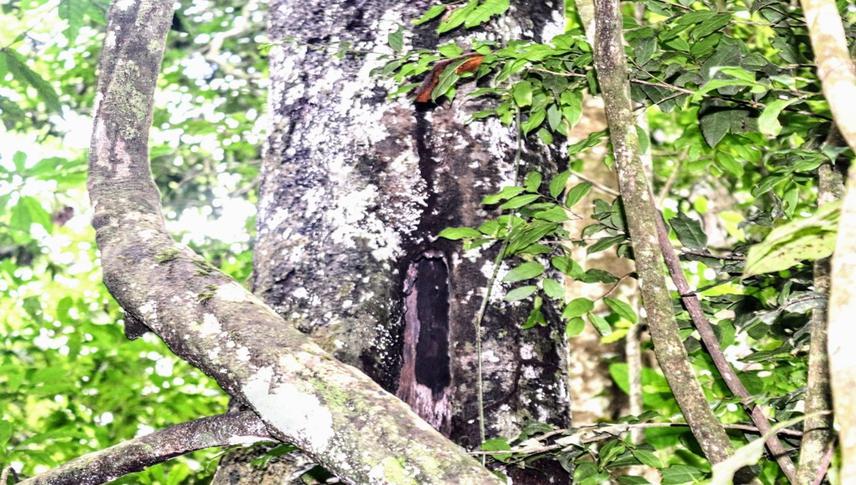The Usambara eagle owl nesting site at Amani Nature Forest Reserve. ©Ezra Mremi.