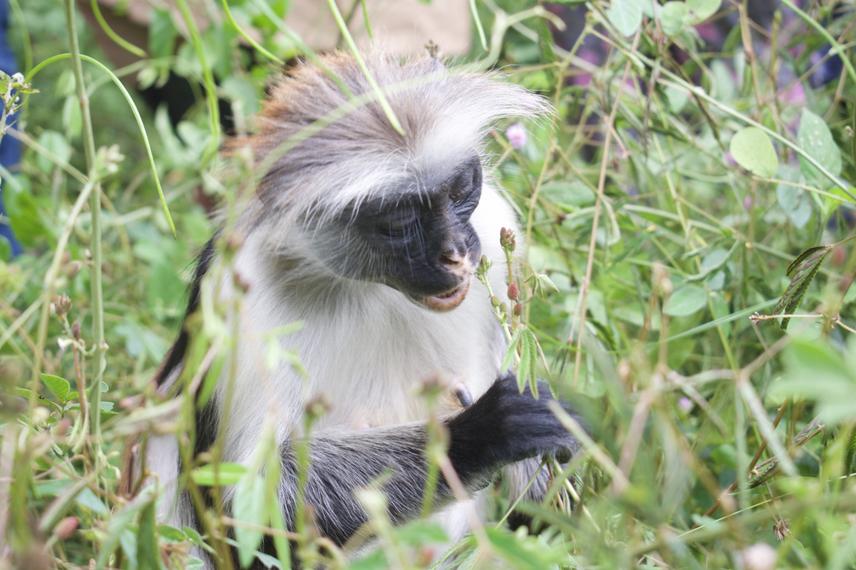 Zanzibar red colobus monkey. © Suleiman Ally