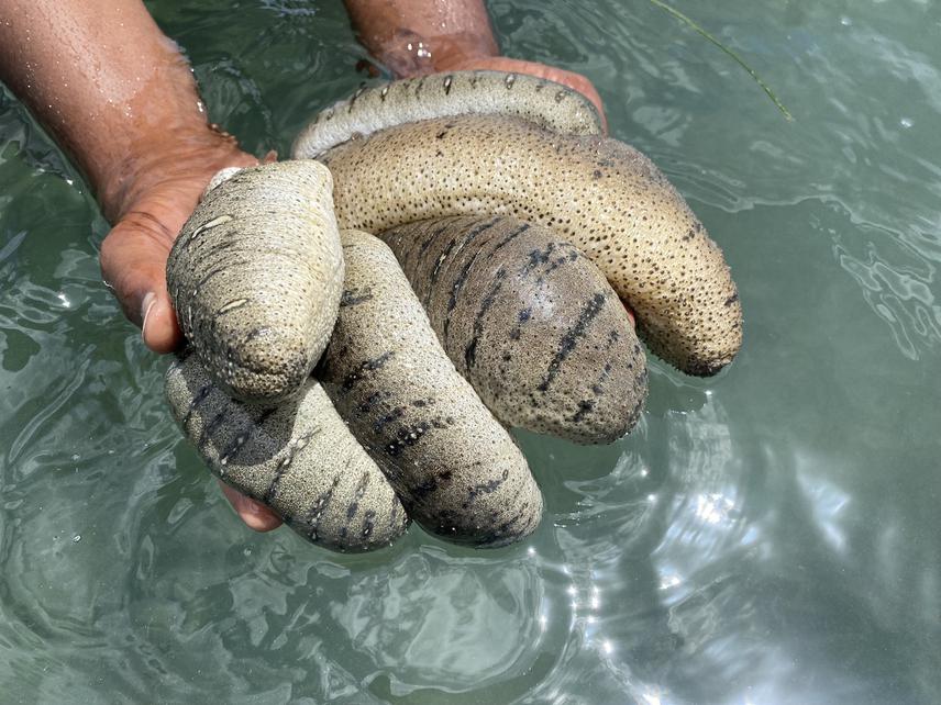 Holothuria scabra collected by poachers at Tumbuju village. ©Yussuf Yussuf.