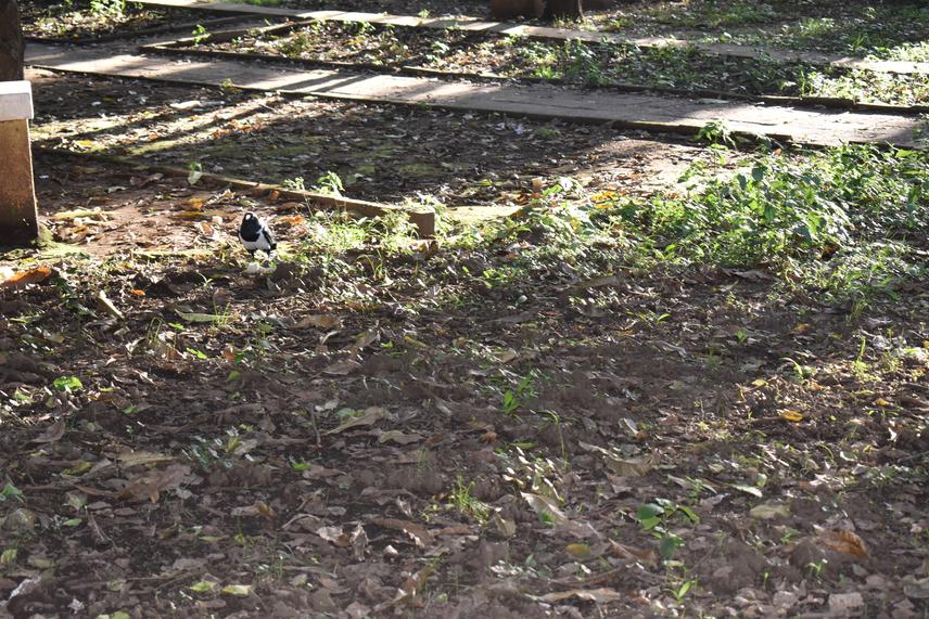 Pied crow spotted during bird survey in urban public garden in Arusha. © Gerubin Msaki.