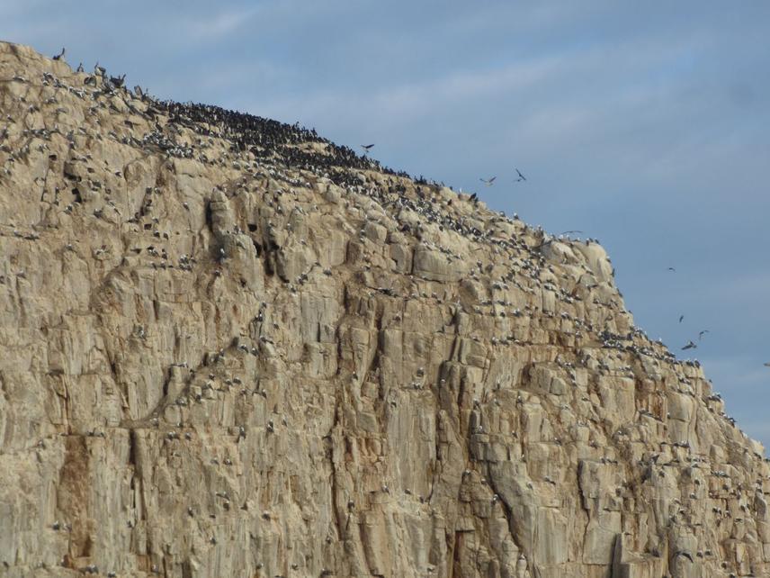 Piedra de la Iglesia, a site that is part of the Rocas de Constitución Nature Sanctuary and IBA site, where Guanay Cormorants, Peruvian Boobies, and Peruvian Pelicans can be observed © Daniel Imbernon