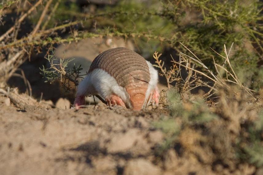 Pink Fairy Armadillo (Chlamyphorus truncatus) in their typical environment. © Esteban Soibelzon (@esoibel)