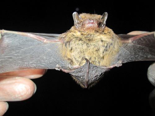 Pipistrellus coromandra.