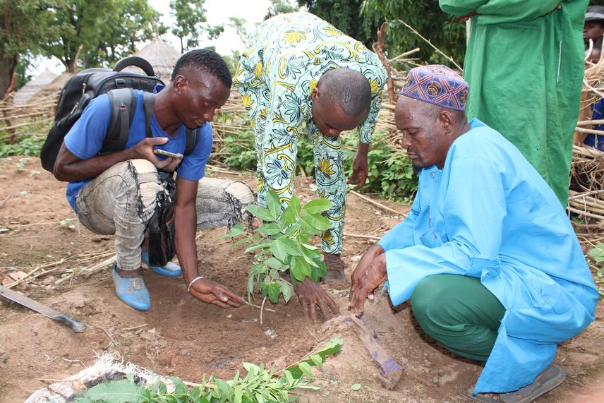 Planting of Afzelia africana seedlings with local communities. ©Koutchoro (2024).
