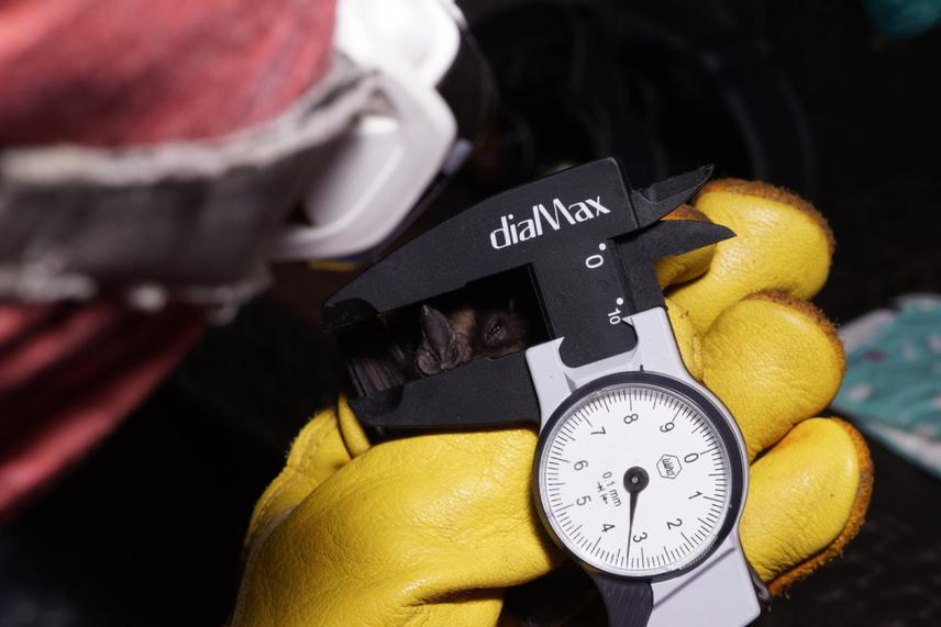 Recording morphological measurements of Platyrrhinus albericoi © F.L Alex Neugebauer