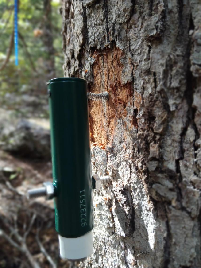 Point Dendrometer device on tree. © Maria Laura Suarez.