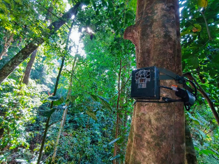 A secured camera trap is installed near the restored nest tree to record visits and confirm activity over time. Reducing repeated human entry while providing evidence of adoption, behaviour, and breeding attempts. © Gaia