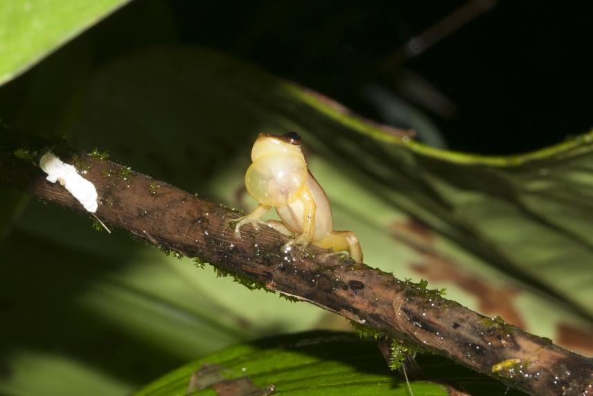 Pristimantis angustilineatus © Fundacion Calima