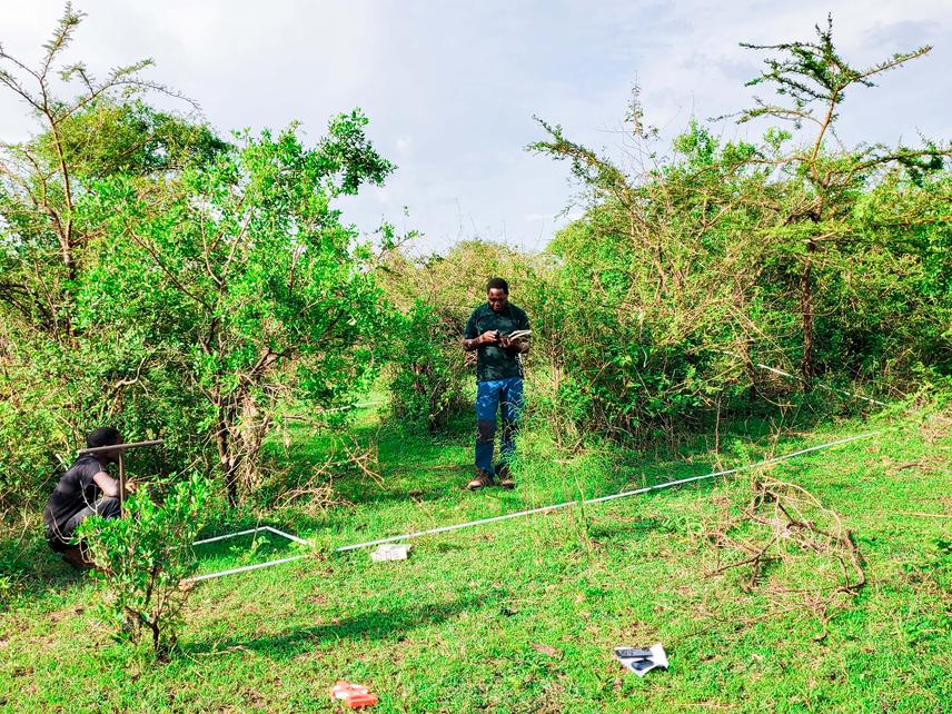 Fieldwork involving the sampling of invasive plants in the Serengeti ecosystem. © Rudolf Mremi.