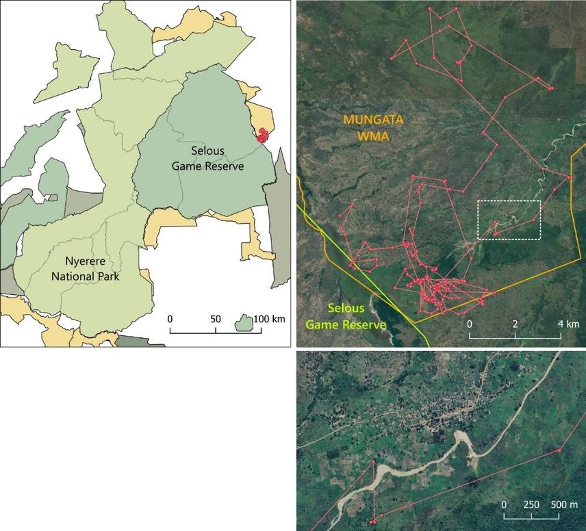 Movement of a collared lion from the Eastern boundary of Selous Game Reserve to MUNGATA WMA (c) Lion Landscapes