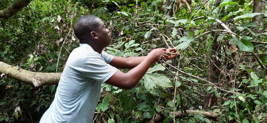 Project leader observing the target species in a natural forest. ©Donald Romaric Yehouenou Tessi.