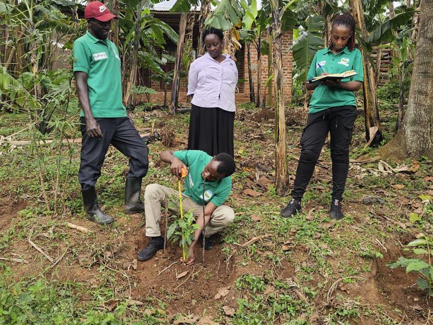 Project team members carrying out monitoring of the survival and growth of trees planted on Community land in Bushenyi District. © Benard Tumwekwatse