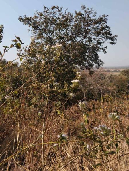 Pterocarpus erinaceus photographed in the village of Foncama, in the Faranah prefecture. ©Marie Jeanne Bourouno.