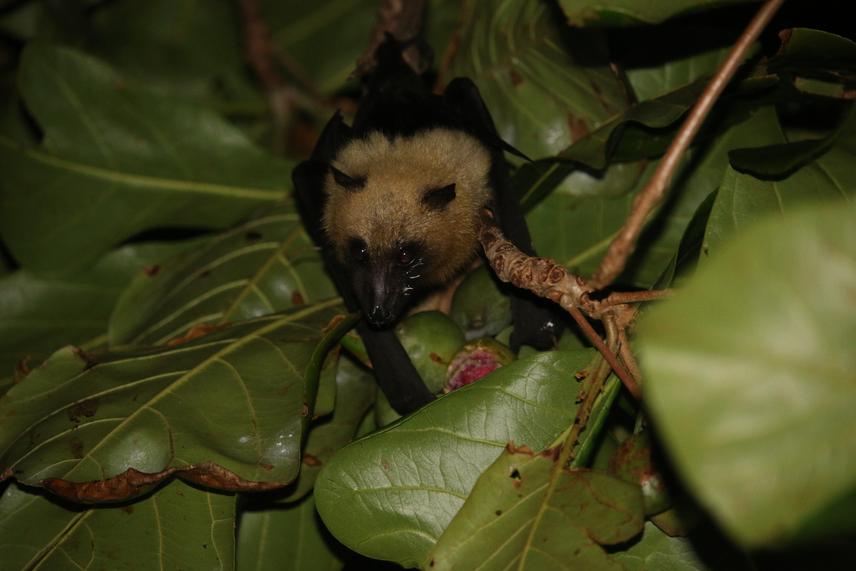 Pteropus seychellensis comorensis. ©Ibouroi Mohamed Thani, GRPFOI.