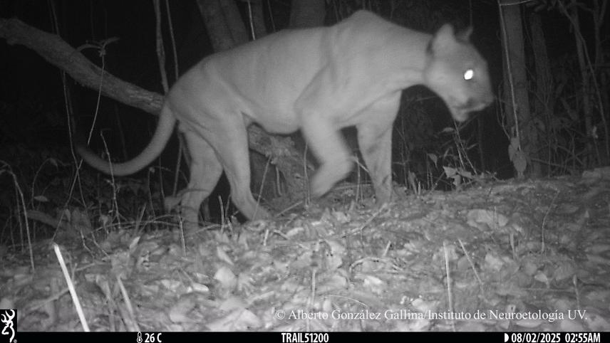 The puma; second largest carnivore in the Yucatan Peninsula after the jaguar. It is an important species that often gets in conflict with humans due to cattle predation. (c) Alberto González Gallina.