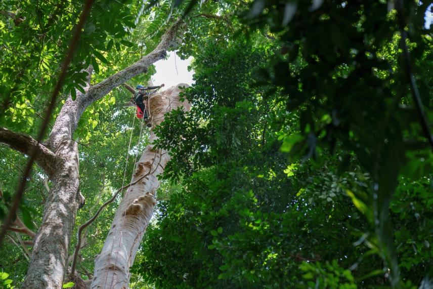 Reaching the work zone on a mature host tree © Ryan Lim