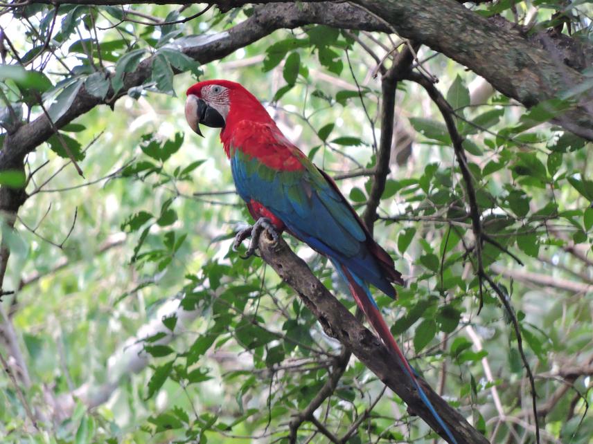 Red-and-green Macaw (Ara chloropterus). © Lucas Ribas Casanova.
