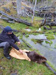 Releasing a radiotagged adult in the forest of Tierra del Fuego.
