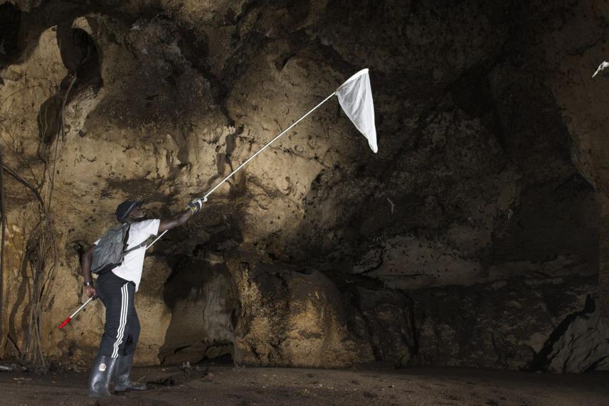 Researcher, David Onyimbi, capturing target sp. at Makuruhu cave in Watamu, during a confirmation exercise. © Karel De La Cruz.