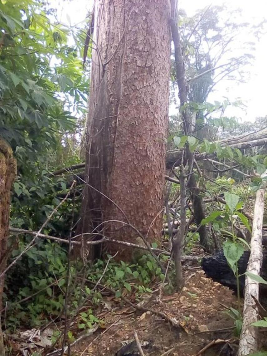 Mature stand of red ironwood experiencing threats from human activities. ©Emmanuel Chukwuma.