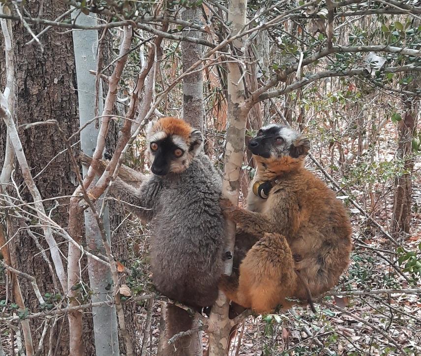 Resting and grooming of a couple of Eulemur rufifrons after seed dispersal at Kirindy Forest, Madagascar. ©Nouwair Hassani Ahamada.