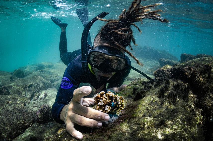 After nearly a year of coral cultivation, the team transplants mature corals back to degraded reef areas © Nicolas Davalos / Galapagos Reef Revival